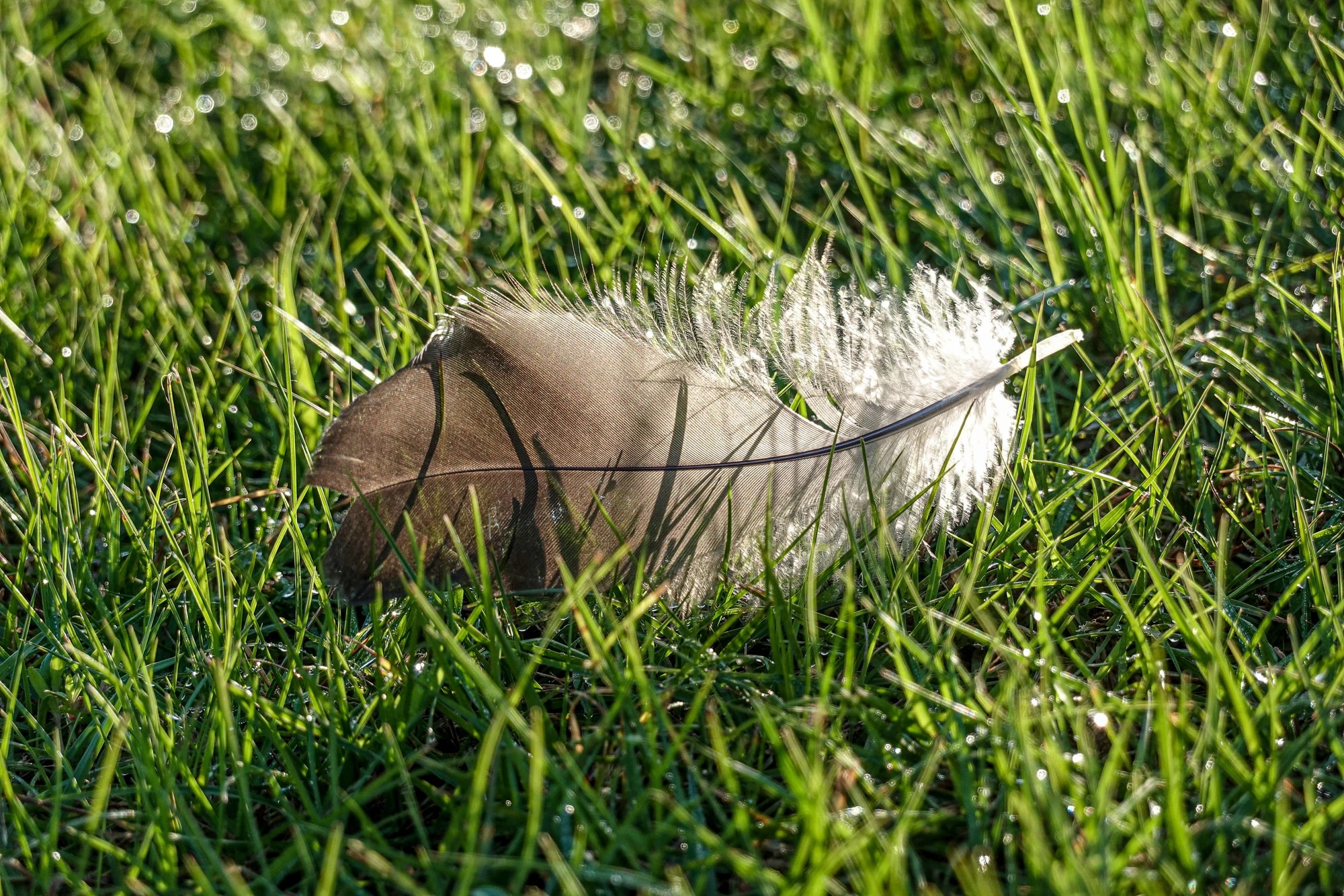A single feather resting on green grass in soft morning light